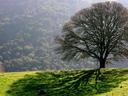 Tree and shadow.